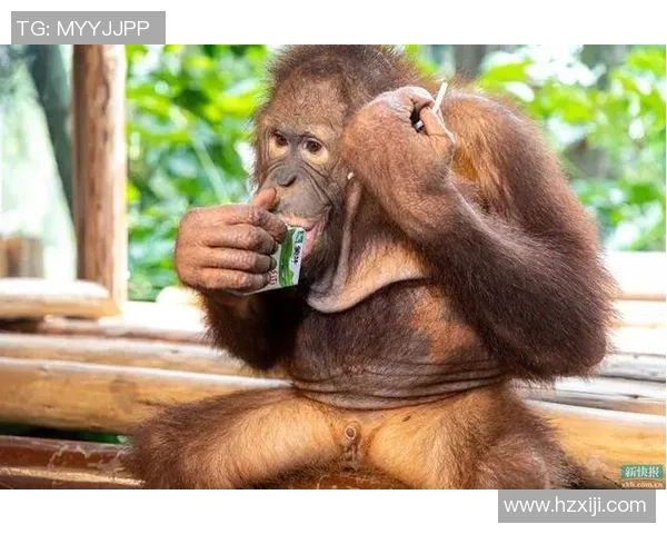 猩猩足球明星的奇幻旅程与动物界的运动梦想